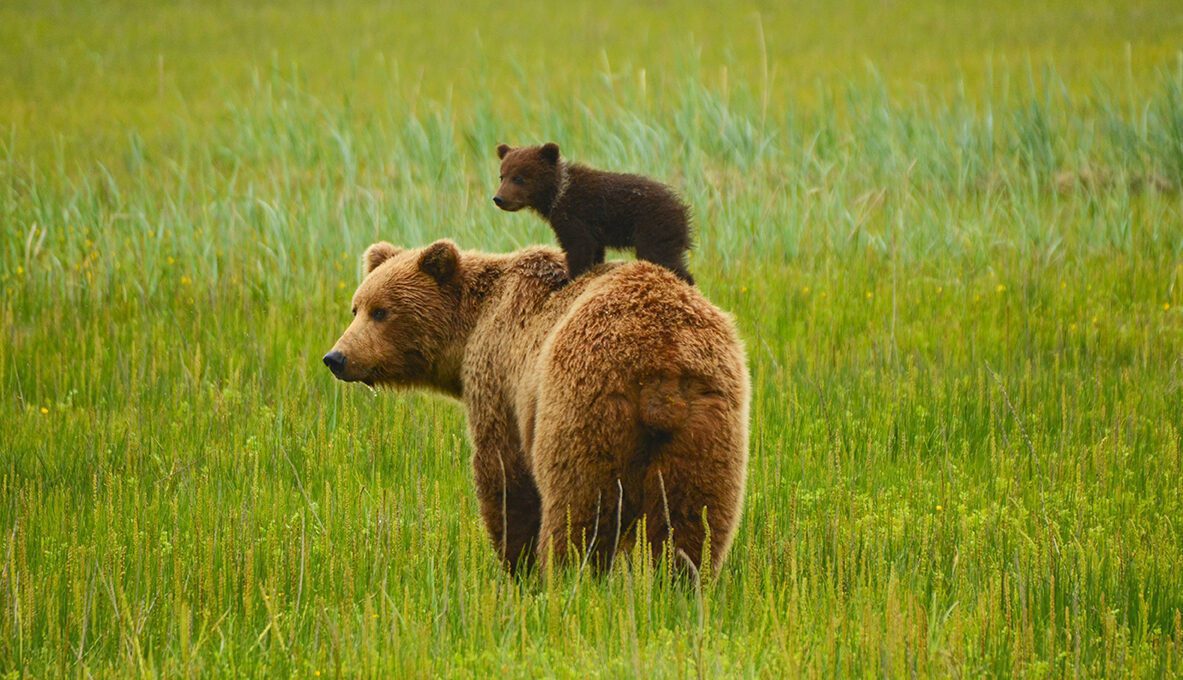 Observation de l'Ours
